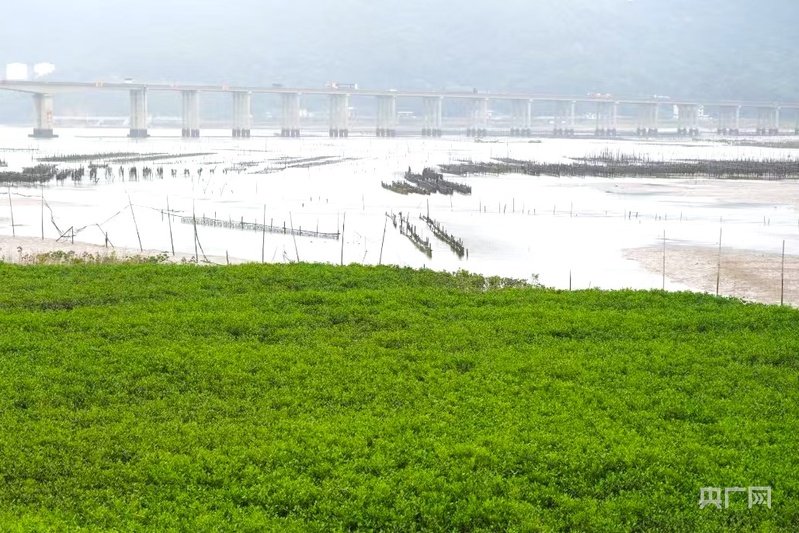 福建宁德，红树林蜕变金树林奇迹